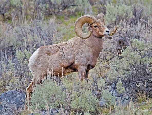 673_1_mg_6187_bighorn_sheep_yellowstone_national_park.jpg