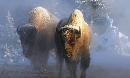 snowy_buffalo_(c)_Ben_Forbes_slash_Natural_Habitat_Adventures.jpg